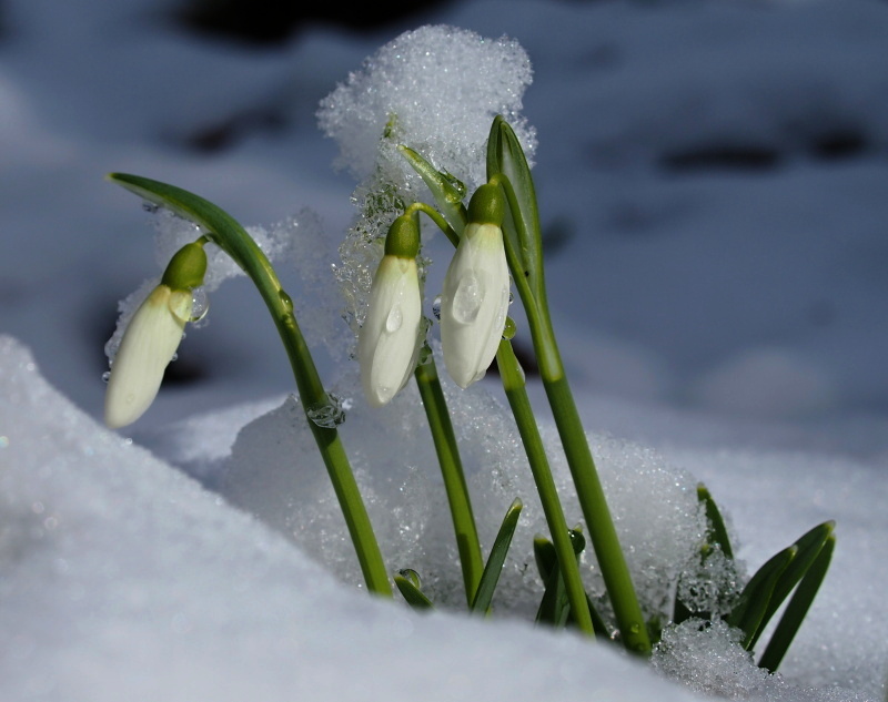 Sněženka podsněžník (Galanthus nivalis)