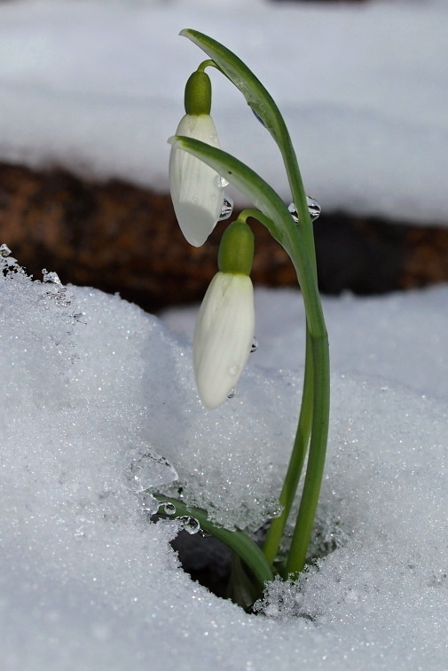 Sněženka podsněžník (Galanthus nivalis)