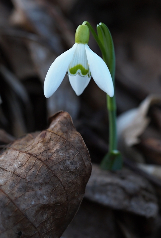 Sněženka podsněžník (Galanthus nivalis)