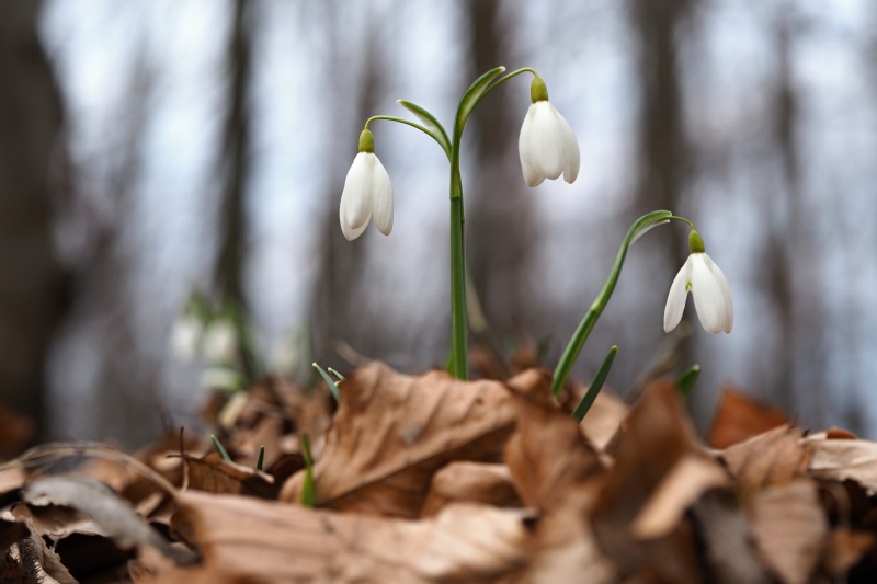 Sněženka podsněžník (Galanthus nivalis)