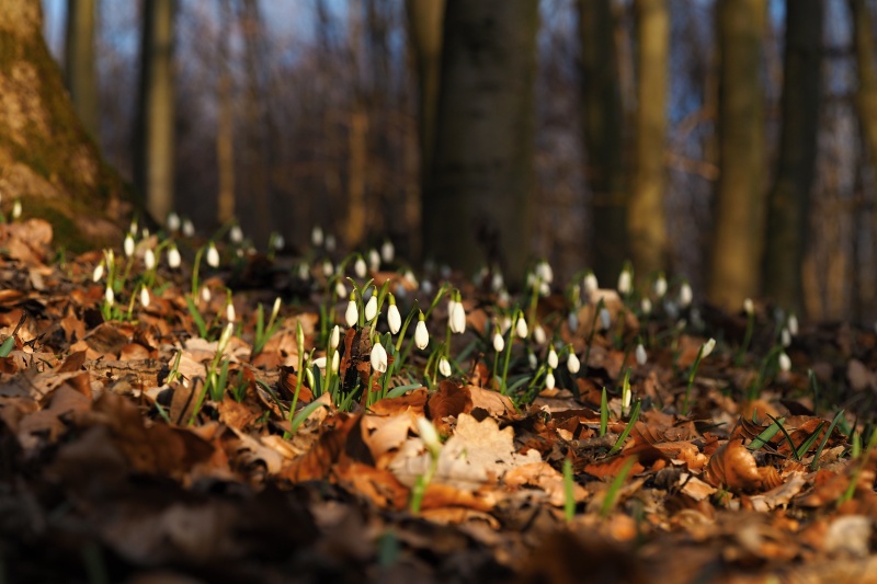 Sněženka podsněžník (Galanthus nivalis)