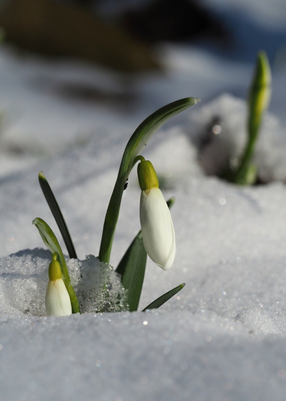 Sněženka podsněžník (Galanthus nivalis)