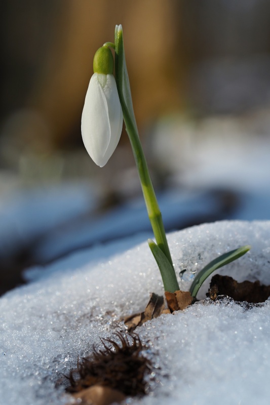 Sněženka podsněžník (Galanthus nivalis)