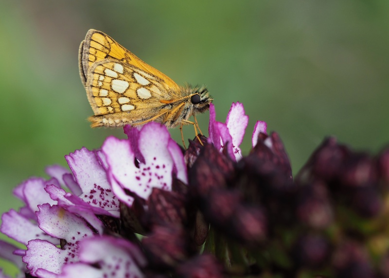 Soumračník jitrocelový (Carterocephalus palaemon)
