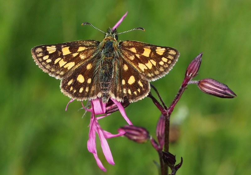 Soumračník jitrocelový (Carterocephalus palaemon)