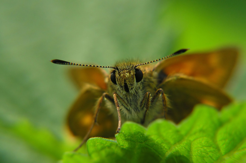 Soumračník rezavý (Ochlodes sylvanus)