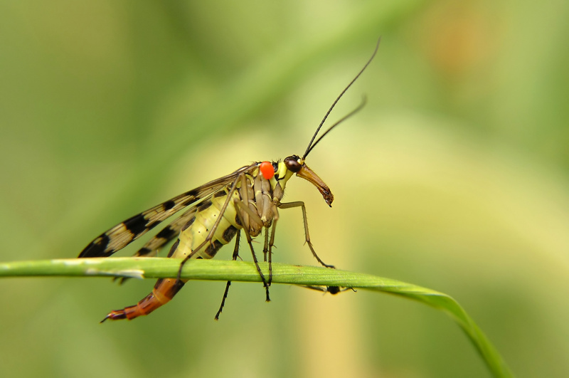 Srpice obecná (Panorpa communis)