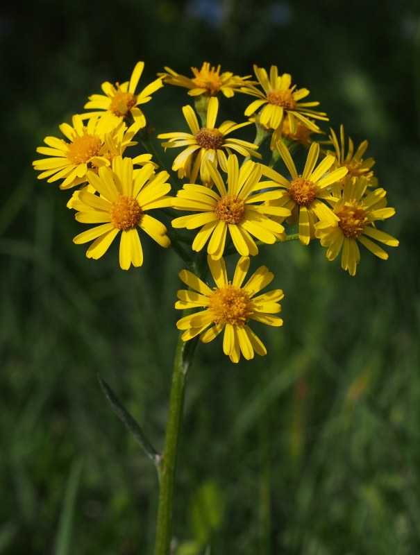 Starček potoční (Tephroseris crispa )