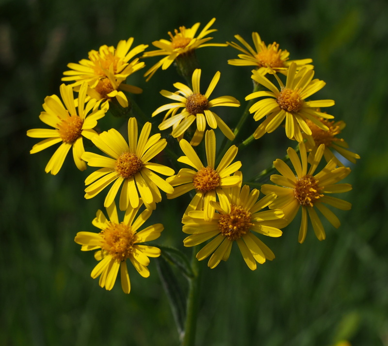 Starček potoční (Tephroseris crispa) 