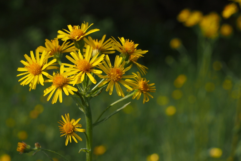 Starček potoční (Tephroseris crispa) 