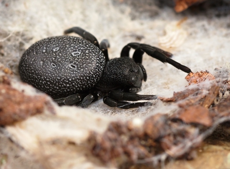 Stepník (Eresus walckenaeri)