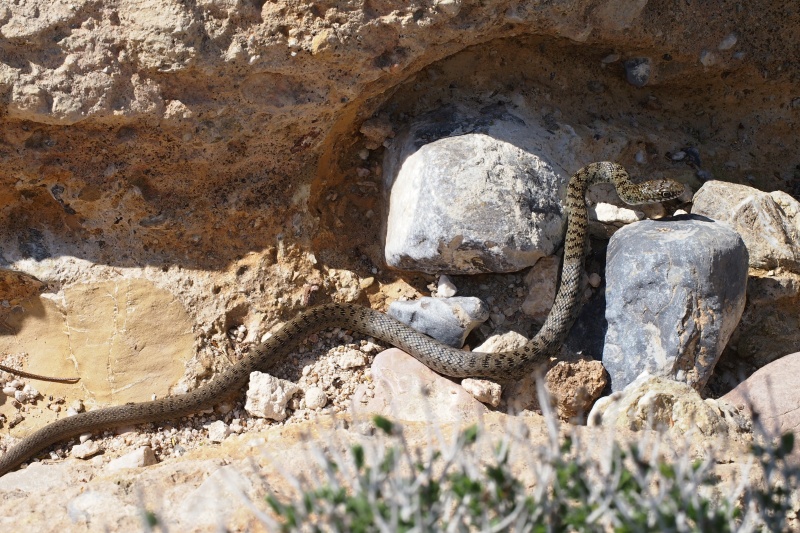 Štíhlovka balkánská (Hierophis gemonensis)
