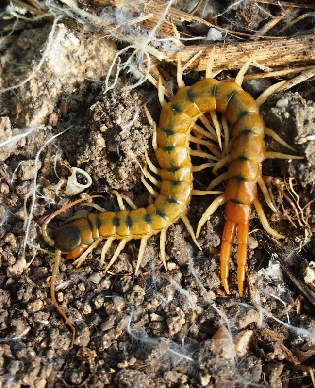 Stonoha páskovaná (Scolopendra cingulata)
