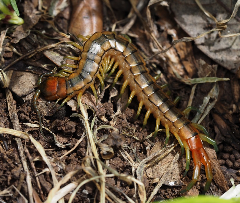 Stonoha páskovaná (Scolopendra cingulata)