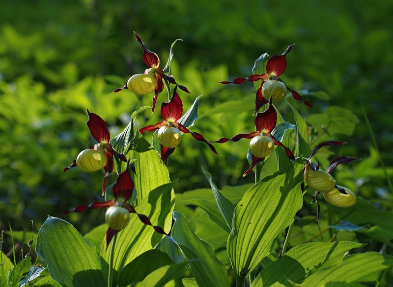 Střevíčník pantoflíček (Cypripedium calceolus)
