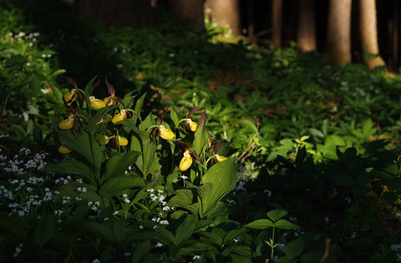 Střevíčník pantoflíček (Cypripedium calceolus)