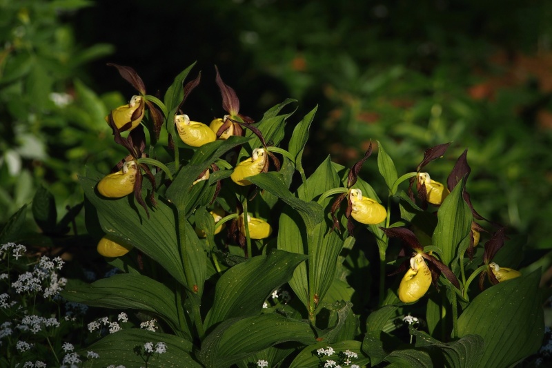 Střevíčník pantoflíček (Cypripedium calceolus)