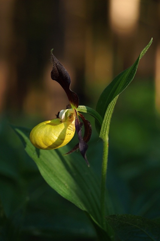 Střevíčník pantoflíček (Cypripedium calceolus)