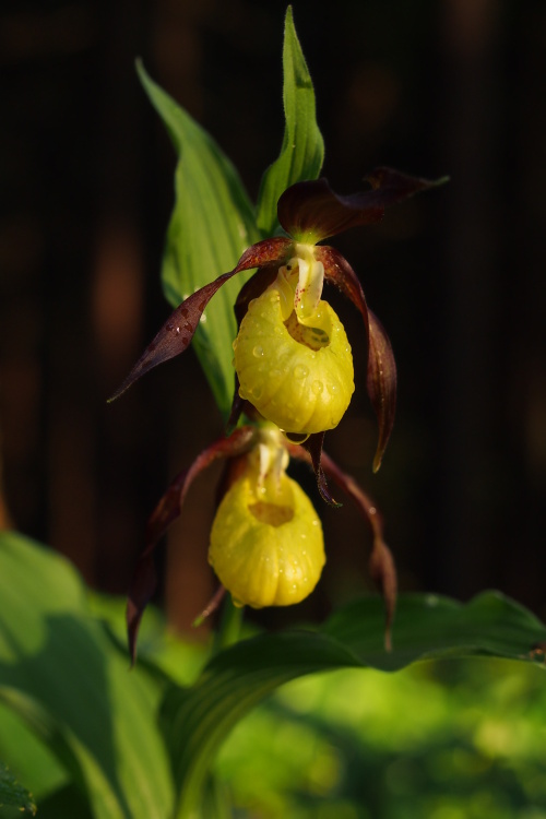 Střevíčník pantoflíček (Cypripedium calceolus)