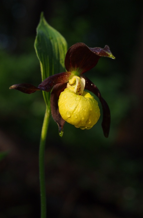 Střevíčník pantoflíček (Cypripedium calceolus)