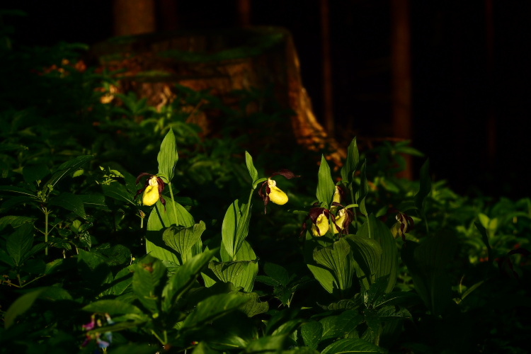 Střevíčník pantoflíček (Cypripedium calceolus)