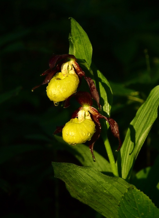 Střevíčník pantoflíček (Cypripedium calceolus)