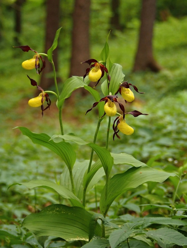 Střevíčník pantoflíček (Cypripedium calceolus)