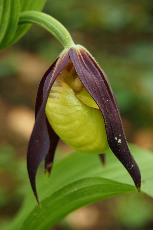 Střevíčník pantoflíček (Cypripedium calceolus)