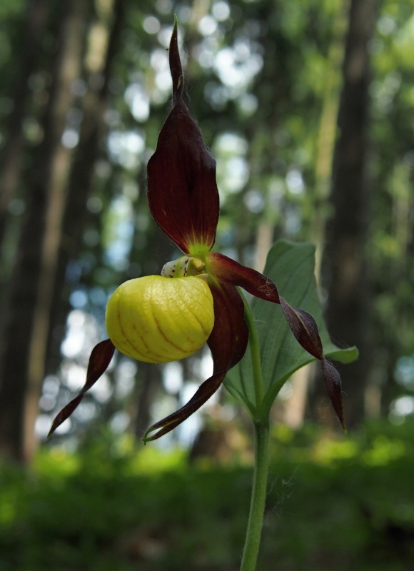 Střevíčník pantoflíček (Cypripedium calceolus)