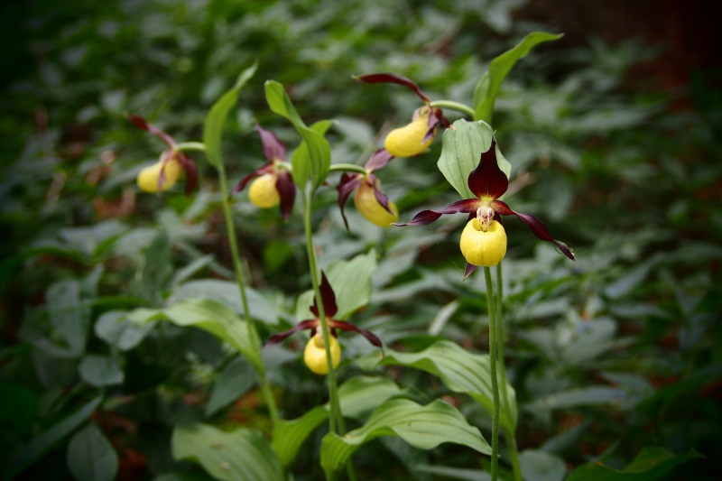Střevíčník pantoflíček (Cypripedium calceolus)