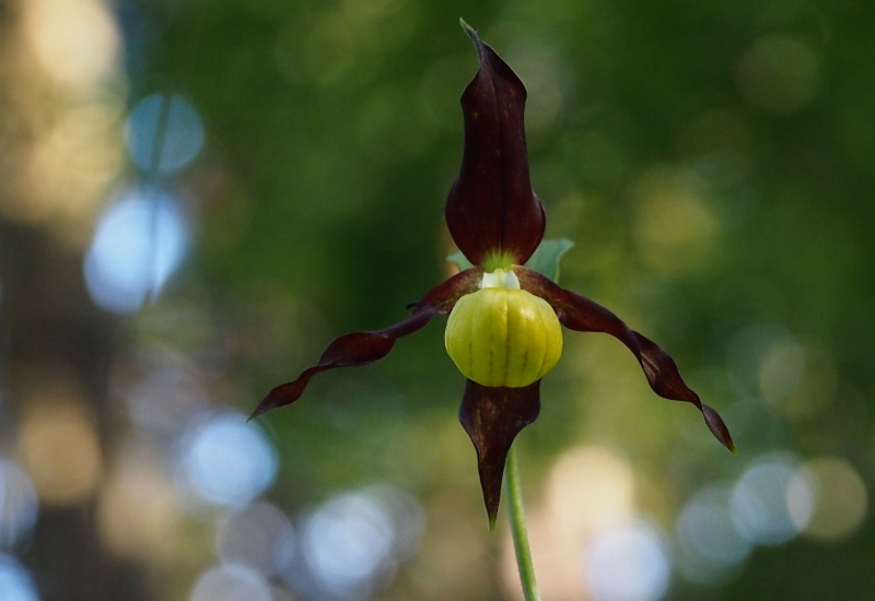 Střevíčník pantoflíček (Cypripedium calceolus)