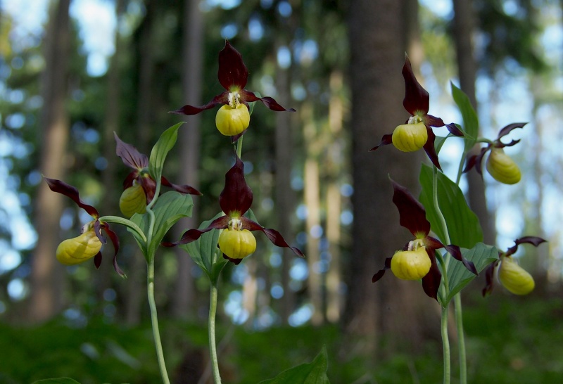Střevíčník pantoflíček (Cypripedium calceolus)