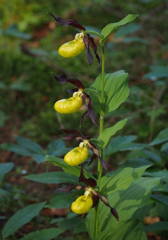 Střevíčník pantoflíček (Cypripedium calceolus)