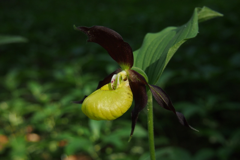 Střevíčník pantoflíček (Cypripedium calceolus)