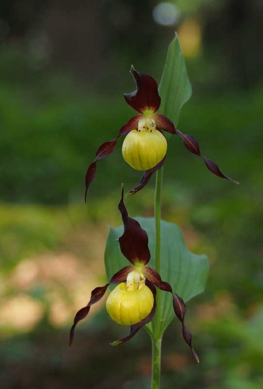 Střevíčník pantoflíček (Cypripedium calceolus)