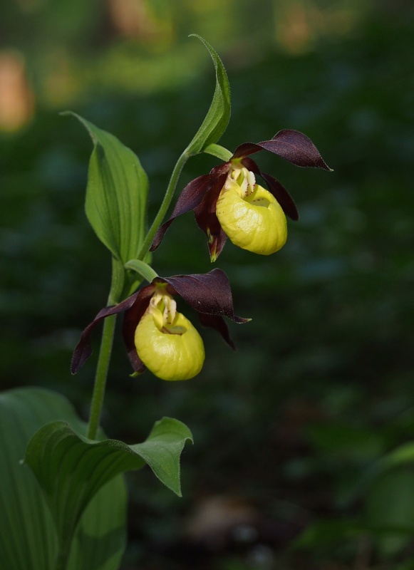 Střevíčník pantoflíček (Cypripedium calceolus)