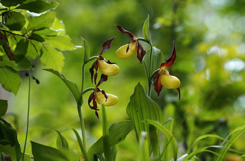 Střevíčník pantoflíček (Cypripedium calceolus)