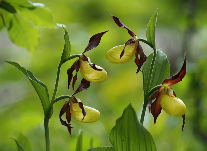 Střevíčník pantoflíček (Cypripedium calceolus)