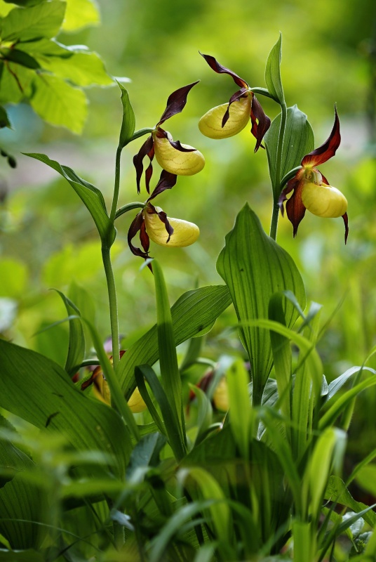 Střevíčník pantoflíček (Cypripedium calceolus)
