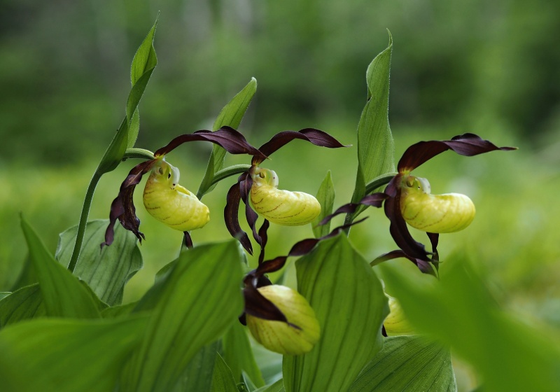 Střevíčník pantoflíček (Cypripedium calceolus)