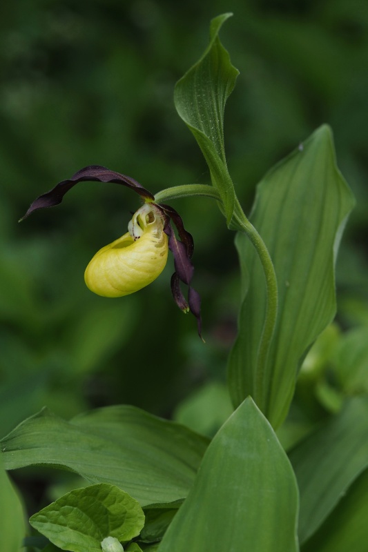 Střevíčník pantoflíček (Cypripedium calceolus)
