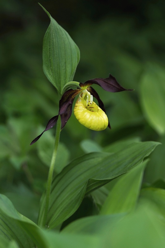 Střevíčník pantoflíček (Cypripedium calceolus)