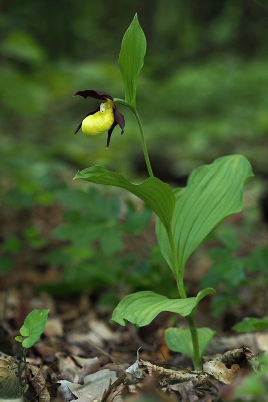Střevíčník pantoflíček (Cypripedium calceolus)