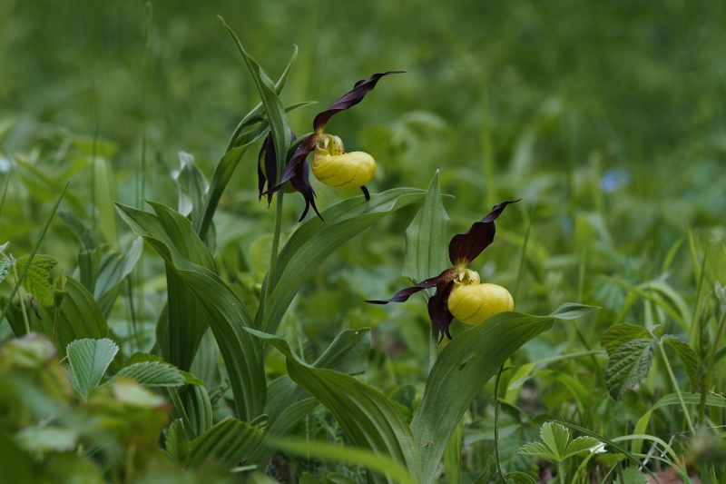 Střevíčník pantoflíček (Cypripedium calceolus)