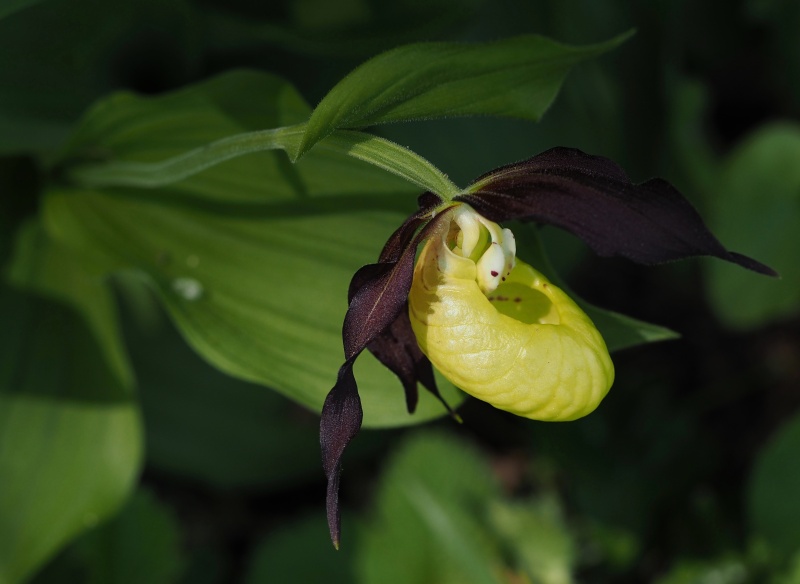 Střevíčník pantoflíček (Cypripedium calceolus)