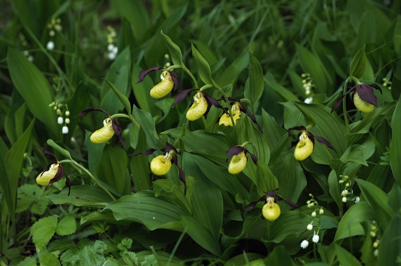 Střevíčník pantoflíček (Cypripedium calceolus)