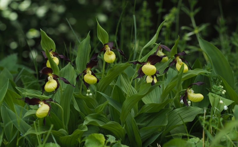 Střevíčník pantoflíček (Cypripedium calceolus)