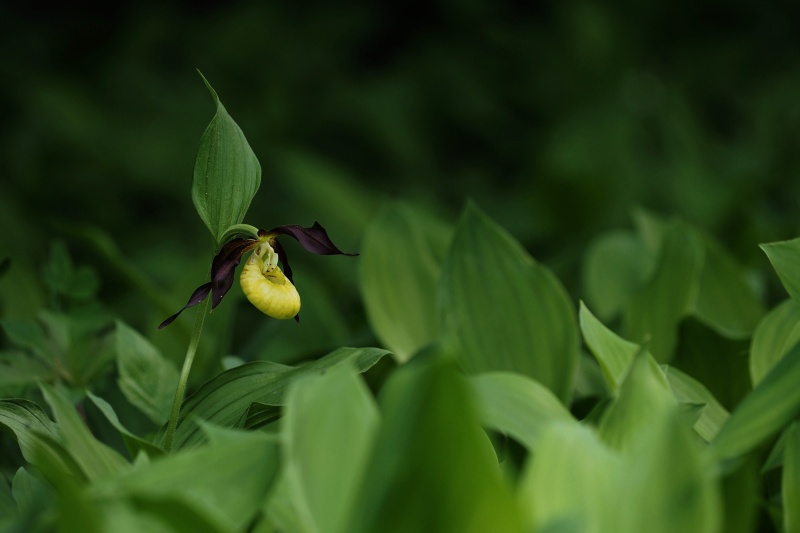 Střevíčník pantoflíček (Cypripedium calceolus)