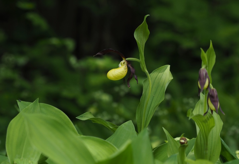 Střevíčník pantoflíček (Cypripedium calceolus)