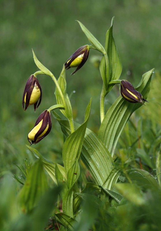 Střevíčník pantoflíček (Cypripedium calceolus)